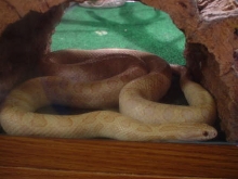 Albino (*) Prairie King
