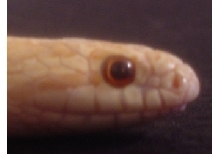 Head Shot