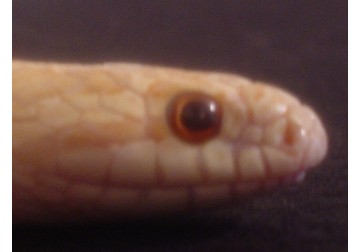Head Shot