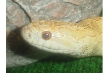Head Shot 2