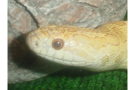Head Shot 2