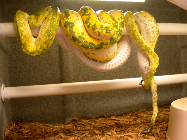 Yellow GTPS