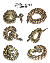 Hybrids
