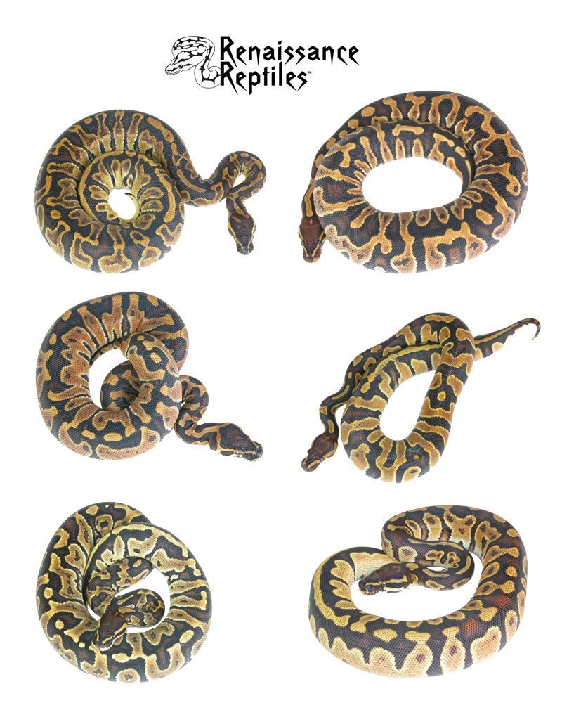 Hybrids