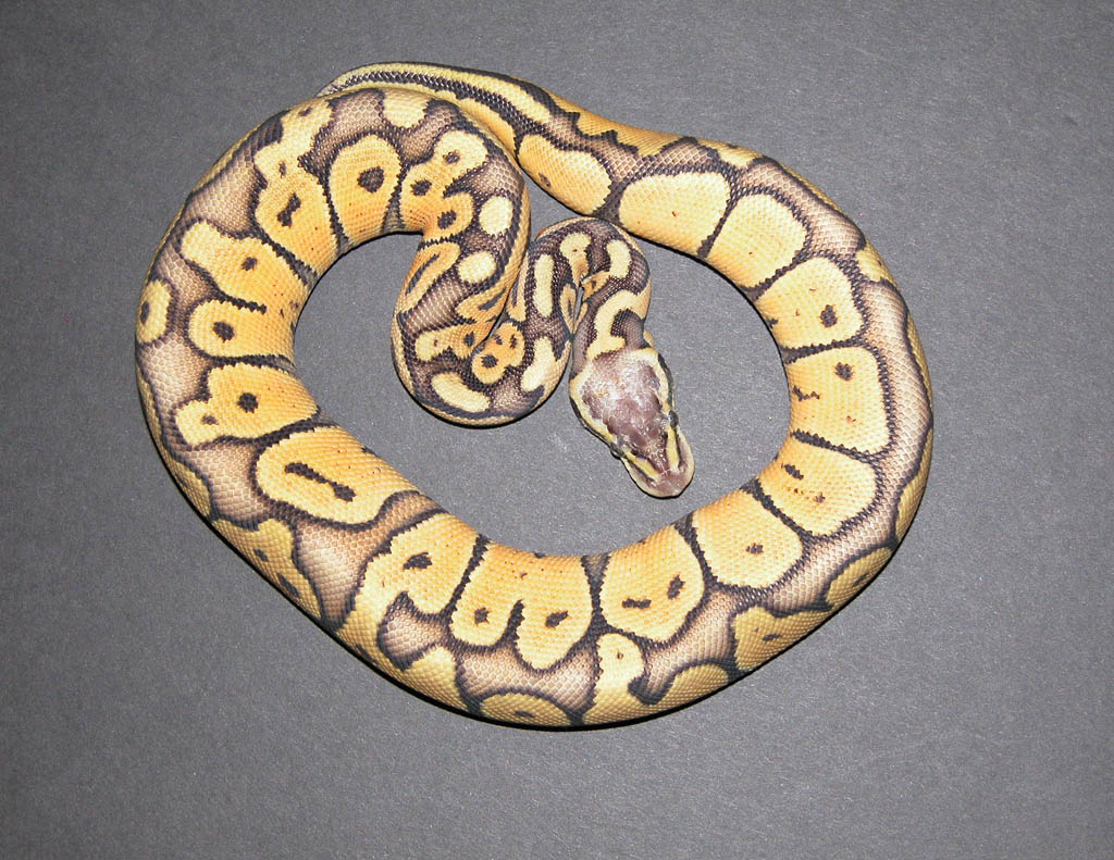 Super Pastel
