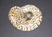 Female