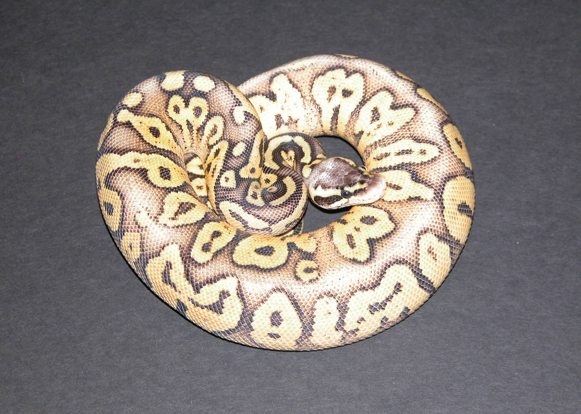 Female
