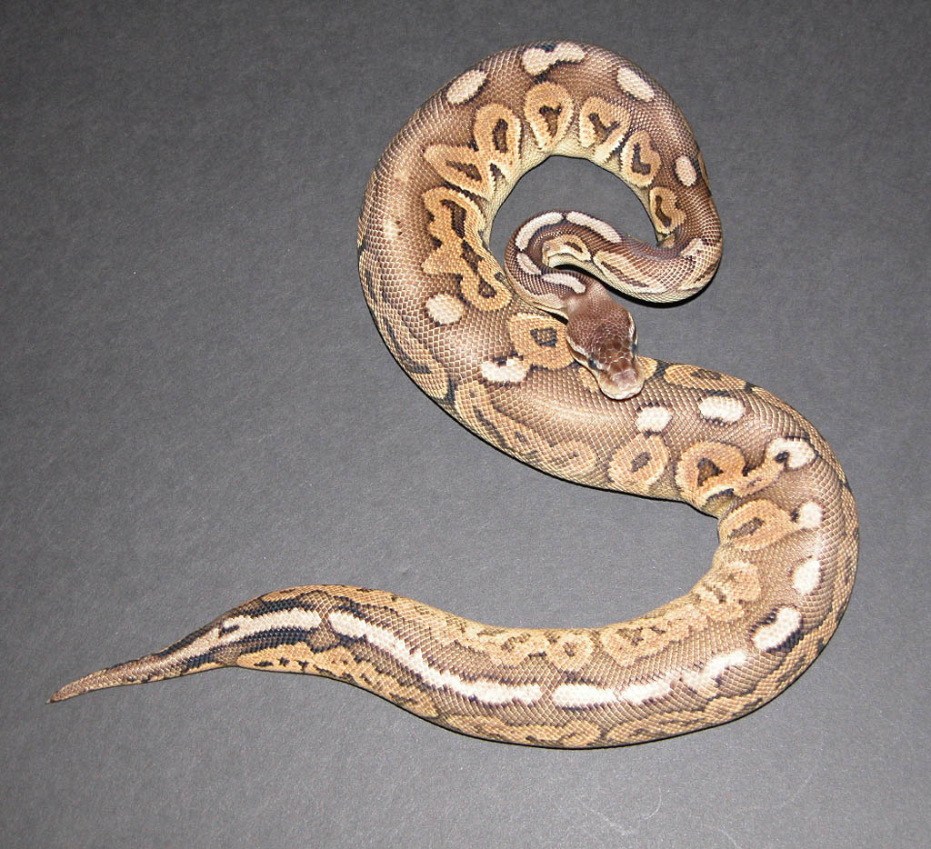 Pewter Pastel