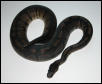 Hypermelanistic