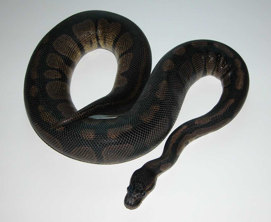 Hypermelanistic