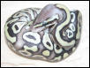 Cool Hatchling