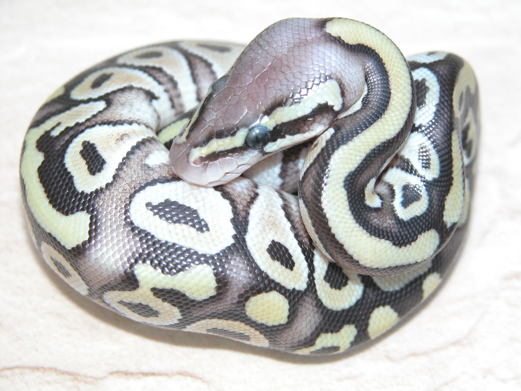Cool Hatchling