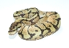 Spider Mojave