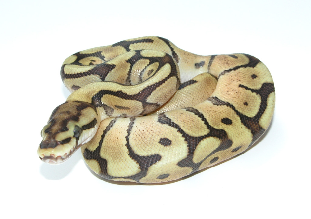 Spider Mojave