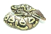 Pastel Mojave