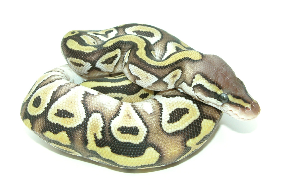 Pastel Mojave