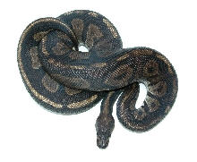 Male