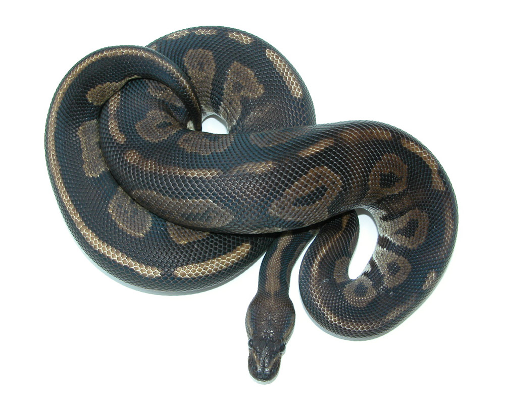 Male