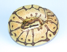 Spider Mojave