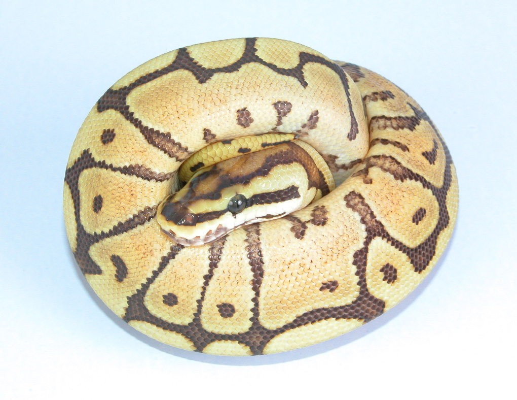 Spider Mojave