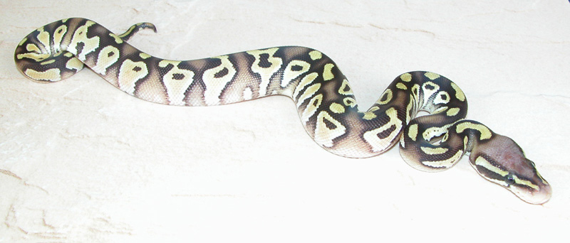 New Arrival