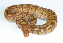 Caramel Albino