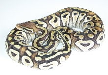 Pastel Mojave