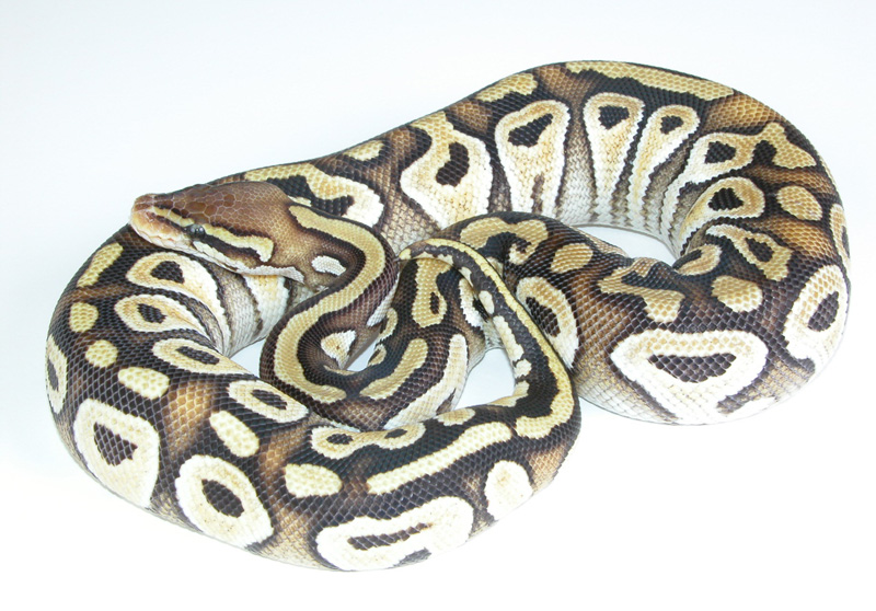 Pastel Mojave