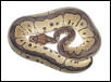 Male Clown
