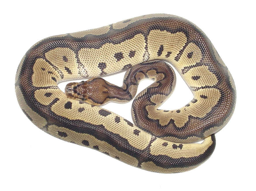 Male Clown