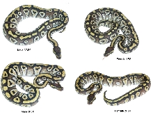 Mojaves