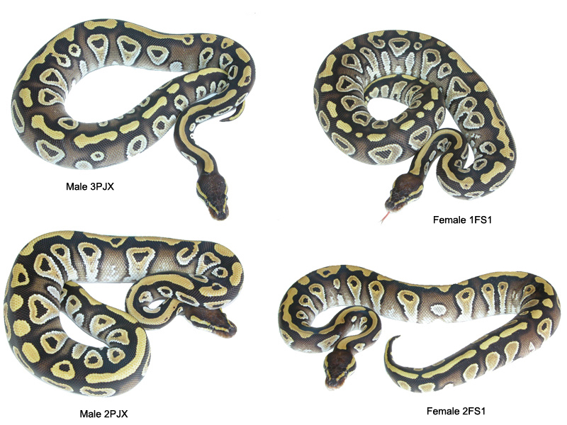 Mojaves