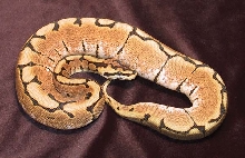 Spider Male