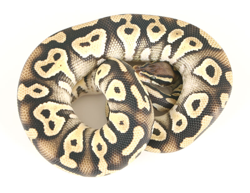 Pastel Mojave