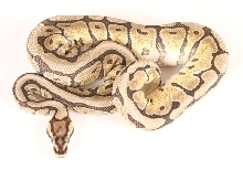 Spider Mojave