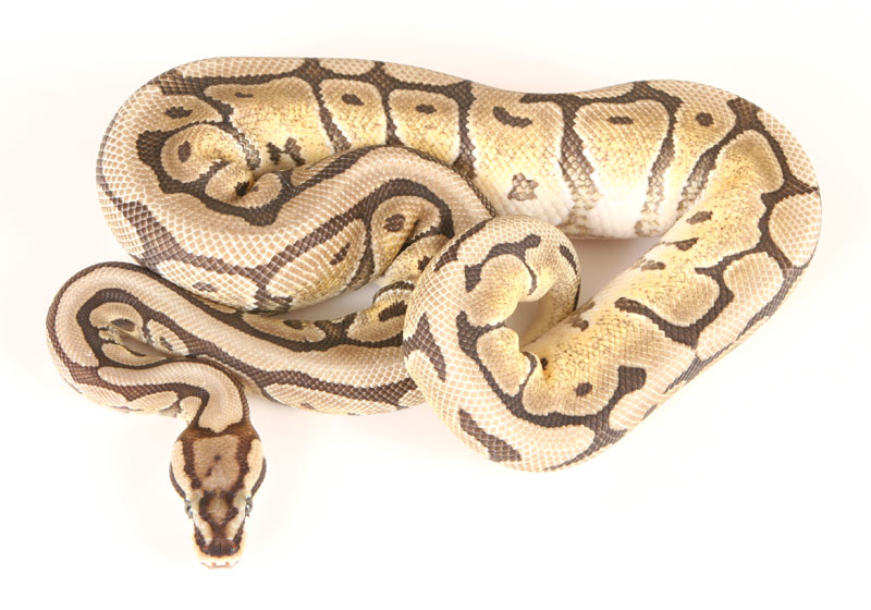 Spider Mojave