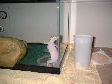 Cosmo likes to dance