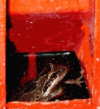 Fred- What Kind of frog am I?