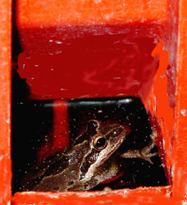 Fred- What Kind of frog am I?