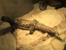 zilla2