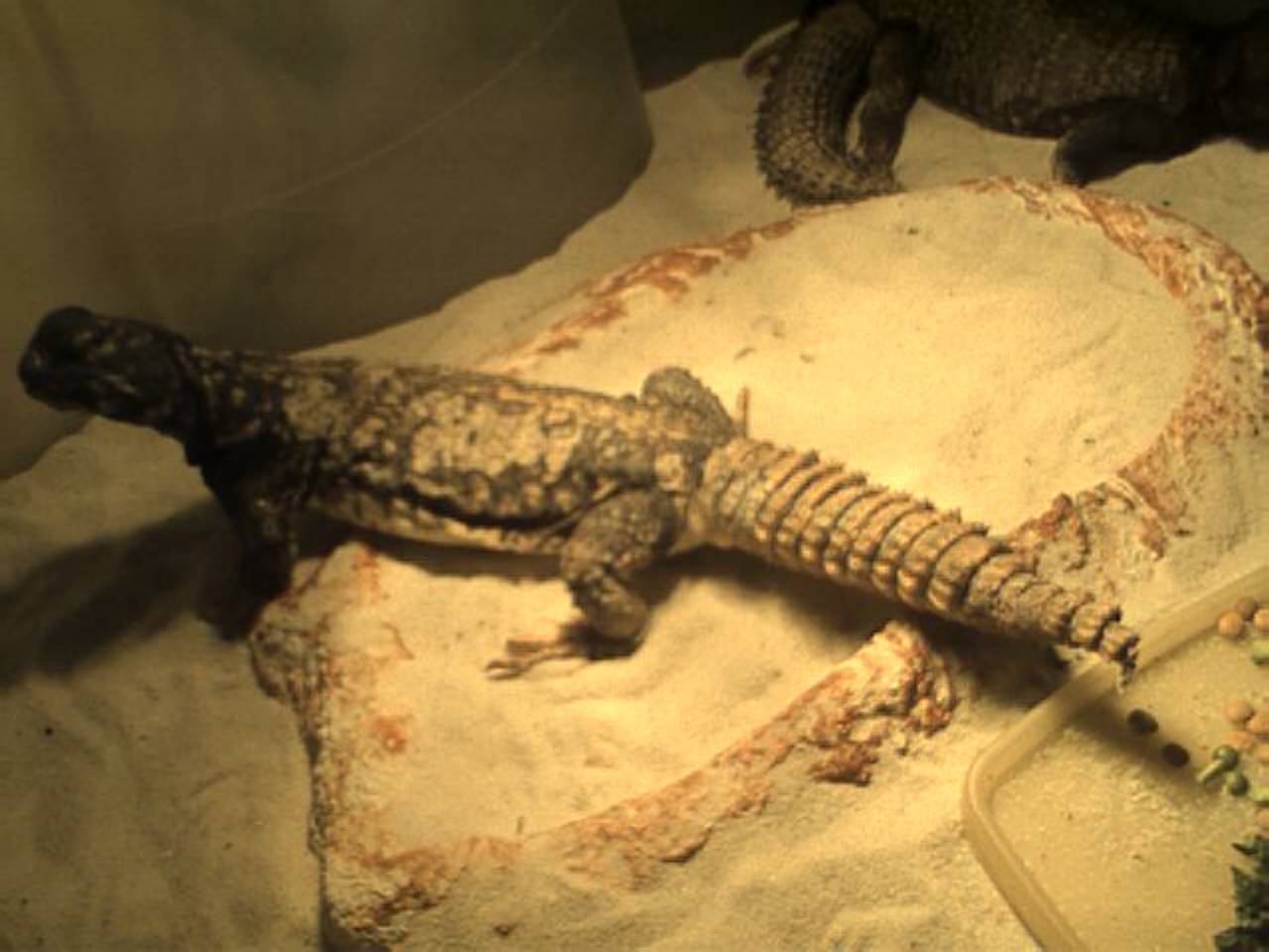 zilla2