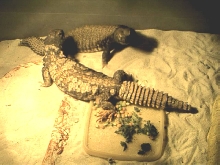 zilla3