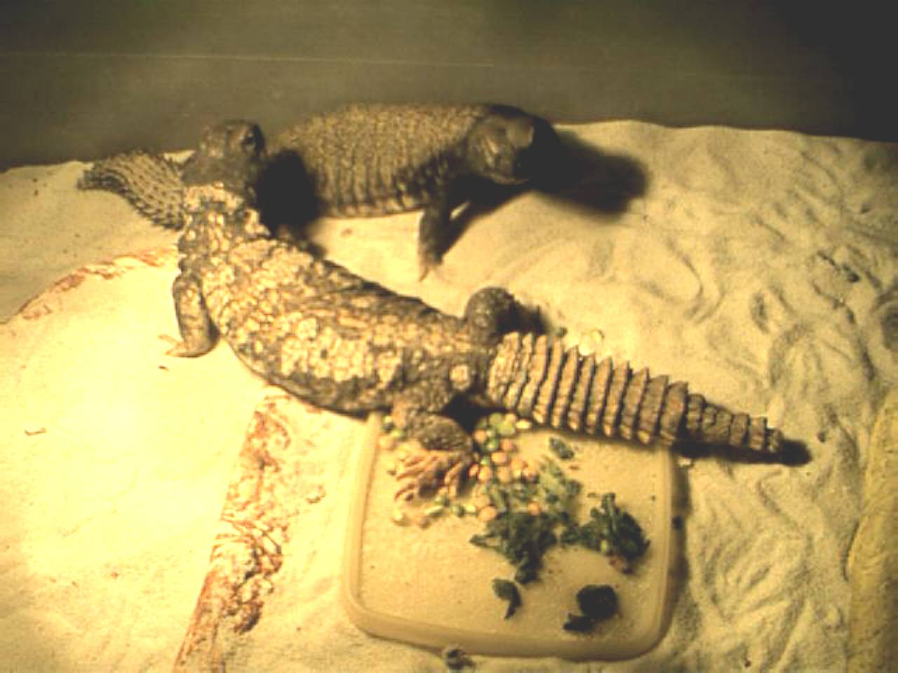 zilla3