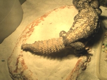 zilla4