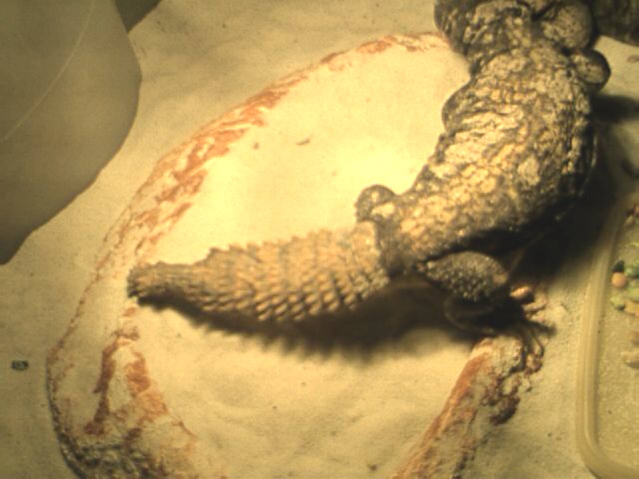 zilla4