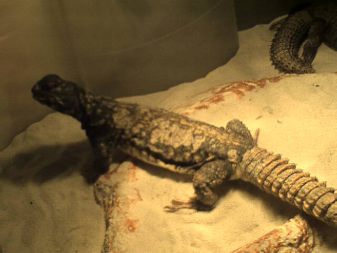 zilla1
