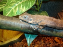 Lizard