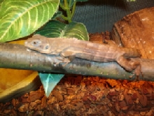 Lizard