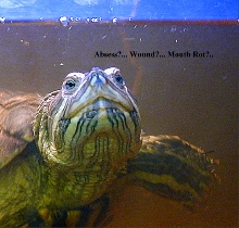 What's wrong with mortisha's chin?