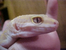 Emma 2 ( close up)
